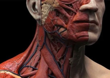 discovery of new body part in human body 118264