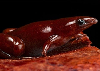 discovery of new frog species with smell like pig and chocolate colored skin 119090