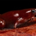 discovery of new frog species with smell like pig and chocolate colored skin 119090