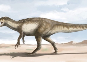 discovery of new giant dinosaur species up to 10m long 120253