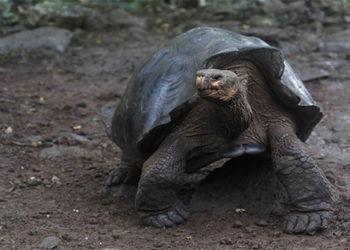 discovery of new non giant tortoise species in galapagos 119357