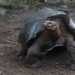 discovery of new non giant tortoise species in galapagos 119357