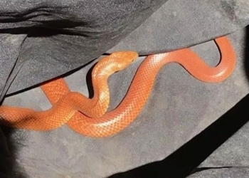 discovery of orange colored venomous snake in parking lot in australia 123405