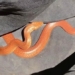 discovery of orange colored venomous snake in parking lot in australia 123405