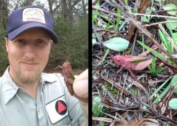 discovery of rare gene mutation in pink chau chau 119593