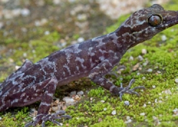 discovery of rare predator species in vietnam 124556