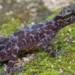 discovery of rare predator species in vietnam 124556