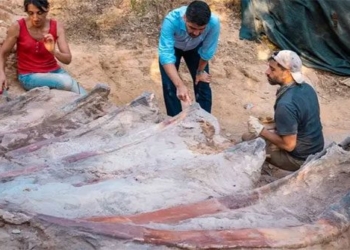 discovery of rare sauropod dinosaur bones in portugal 122631