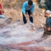 discovery of rare sauropod dinosaur bones in portugal 122631