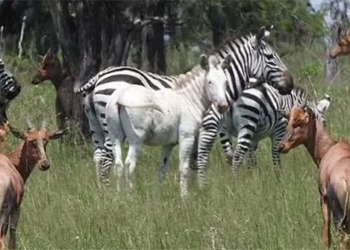 discovery of rare white horse seen in africa 119296