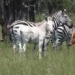 discovery of rare white horse seen in africa 119296