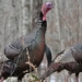discovery of rare wild chicken living longer than normal 4 times 119829