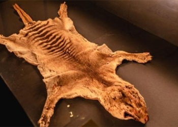 discovery of tasmanian tiger skeleton finally died 85 years ago 124614
