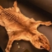 discovery of tasmanian tiger skeleton finally died 85 years ago 124614
