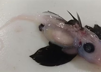 discovery of terrifying eels outside new zealand coast 118893