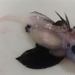 discovery of terrifying eels outside new zealand coast 118893
