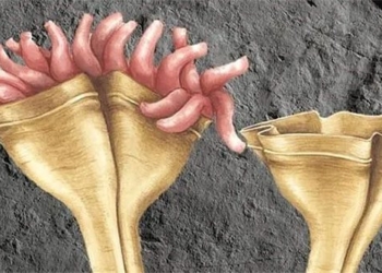 discovery of the first meat eating dinosaur on earth 560 million years old 121972