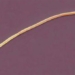 discovery of the largest bacteria species ever 119058