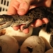 discovery of the largest fossilized crocodile egg in the world 122754
