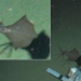 discovery of the largest known massive black hole in the world 118423