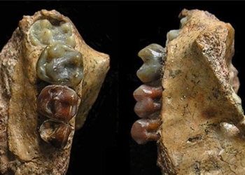 discovery of the most complete gearbox in the european continental shelf 123281