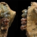 discovery of the most complete gearbox in the european continental shelf 123281