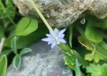 discovery of the most sensitive flower in the world 118430