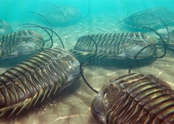 discovery of the oldest carnivorous animal in the world 119898