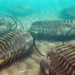 discovery of the oldest carnivorous animal in the world 119898