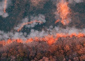 discovery of the oldest forest fire dating back 430 million years ago 121264
