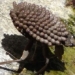 discovery of the oldest fossil evidence of the protective shell of insects 121825