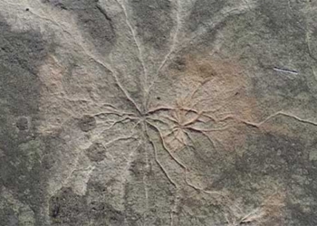 discovery of the oldest rainforest in the world dating back 386 million years 124347