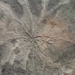 discovery of the oldest rainforest in the world dating back 386 million years 124347
