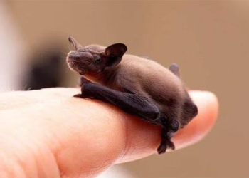 discovery of the smallest animal in the world weighing only 2 grams 123855