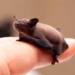 discovery of the smallest animal in the world weighing only 2 grams 123855