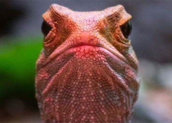 discovery of the voice of a rarely noticed species 123985