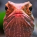discovery of the voice of a rarely noticed species 123985