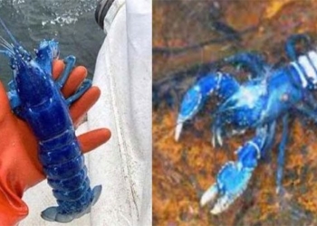 discovery of two million green shrimps newly arrived 121595
