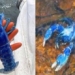discovery of two million green shrimps newly arrived 121595