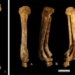 discovery of two murderous columns buried 3 000 years ago 120410
