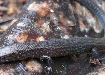 discovery of two new species of lizard at machu picchu 120839