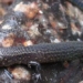 discovery of two new species of lizard at machu picchu 120839