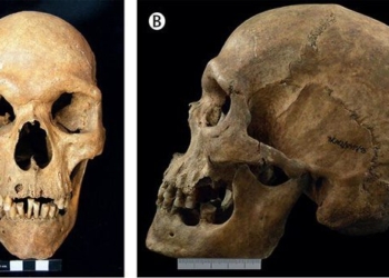 discovery of two short columns at the sea border with extremely rare gender 122664