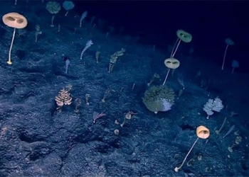 discovery of virtual forest beneath south east asia 123712