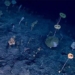 discovery of virtual forest beneath south east asia 123712