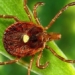 discovery of virus causing deadly disease spreading quickly 119452