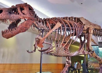 discovery shows the earth has 2 more types of dinosaurs 119184