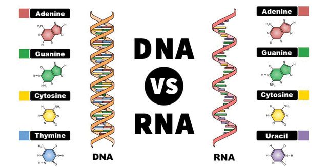 DNA vs RNA