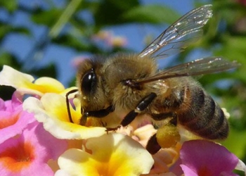 do insects feel pain like humans 121682