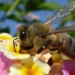 do insects feel pain like humans 121682
